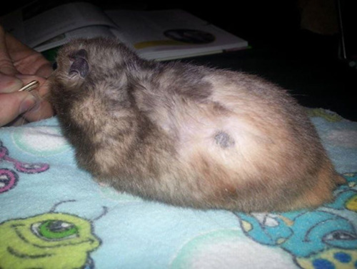 动物怎么麻醉手术环境、对象和物种差异对异宠麻醉的影响【长文预警】_https://www.jmylbn.com_新闻资讯_第24张