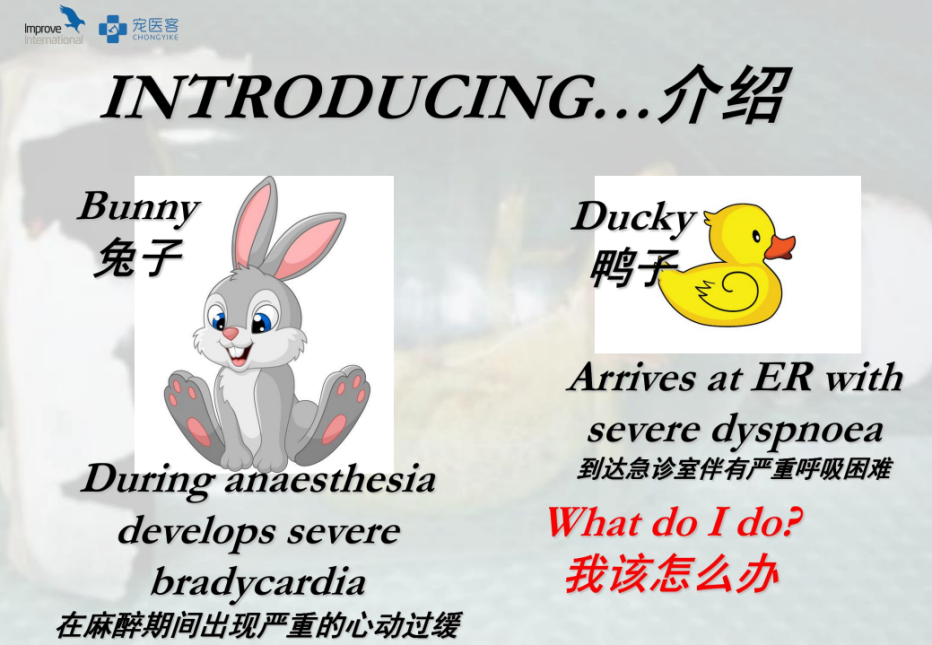 动物怎么麻醉手术环境、对象和物种差异对异宠麻醉的影响【长文预警】_https://www.jmylbn.com_新闻资讯_第16张