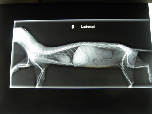 动物怎么麻醉手术环境、对象和物种差异对异宠麻醉的影响【长文预警】_https://www.jmylbn.com_新闻资讯_第39张