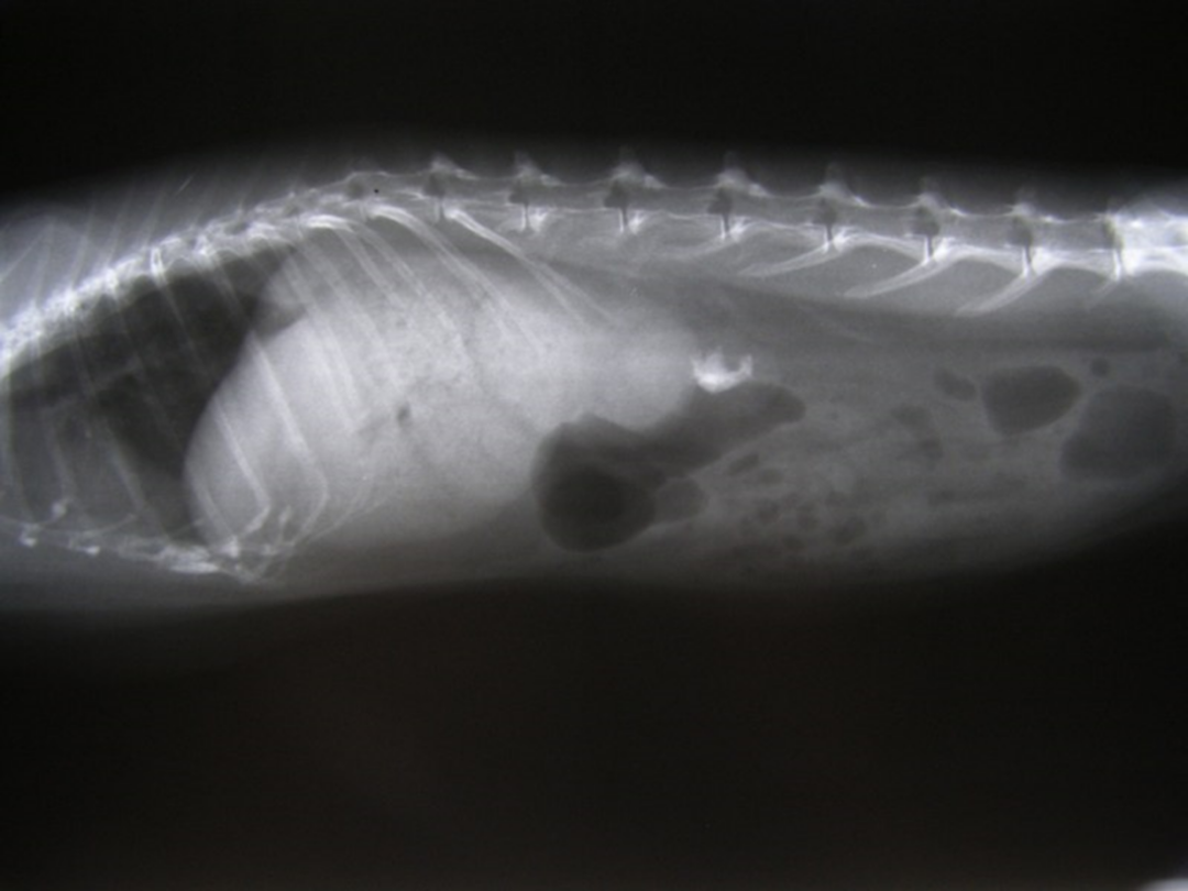 动物怎么麻醉手术环境、对象和物种差异对异宠麻醉的影响【长文预警】_https://www.jmylbn.com_新闻资讯_第38张