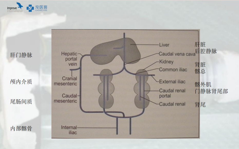 动物怎么麻醉手术环境、对象和物种差异对异宠麻醉的影响【长文预警】_https://www.jmylbn.com_新闻资讯_第37张