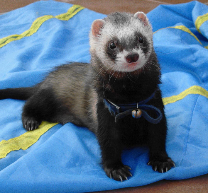 动物怎么麻醉手术环境、对象和物种差异对异宠麻醉的影响【长文预警】_https://www.jmylbn.com_新闻资讯_第7张