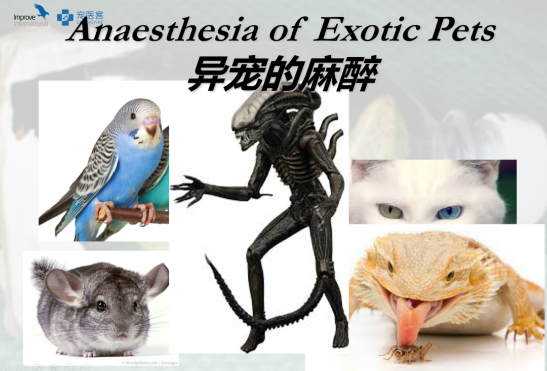 动物怎么麻醉手术环境、对象和物种差异对异宠麻醉的影响【长文预警】_https://www.jmylbn.com_新闻资讯_第5张