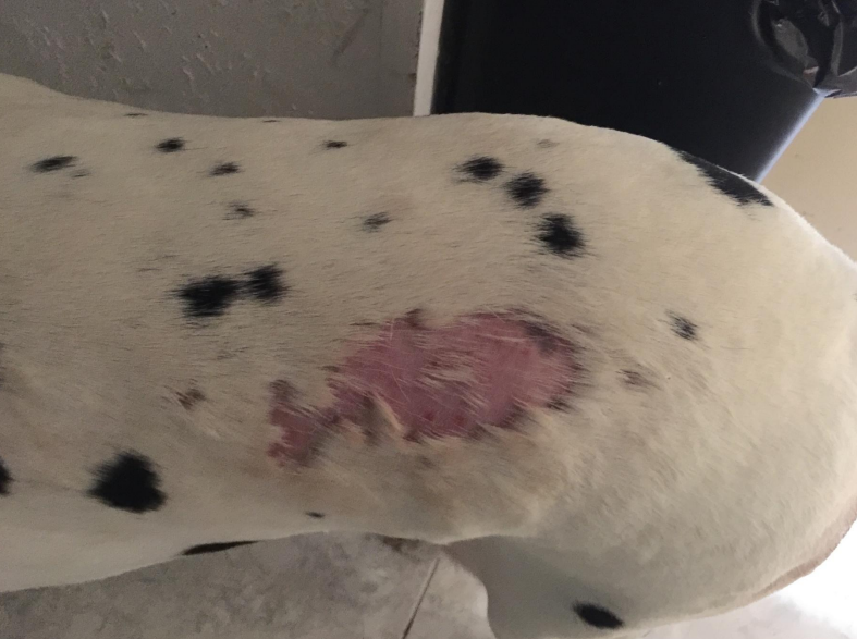 动物怎么麻醉手术环境、对象和物种差异对异宠麻醉的影响【长文预警】_https://www.jmylbn.com_新闻资讯_第28张