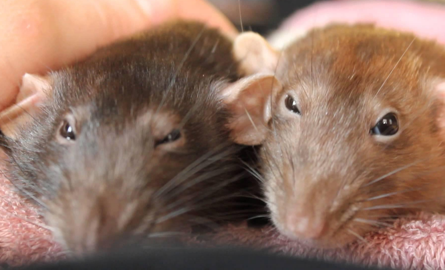 动物怎么麻醉手术环境、对象和物种差异对异宠麻醉的影响【长文预警】_https://www.jmylbn.com_新闻资讯_第27张