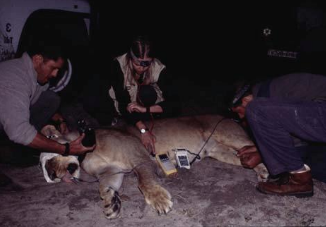 动物怎么麻醉手术环境、对象和物种差异对异宠麻醉的影响【长文预警】_https://www.jmylbn.com_新闻资讯_第19张