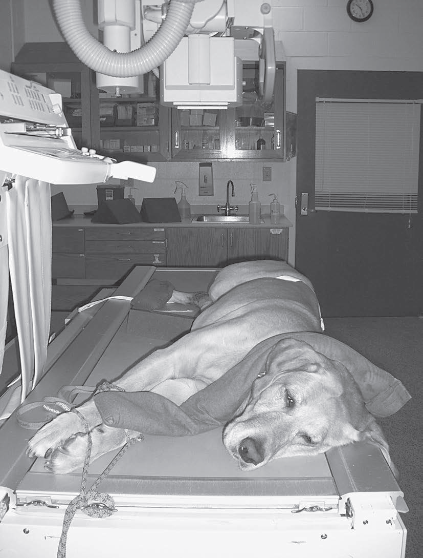 动物拍片腹部怎么摆小动物X线有哪2种辐射危害？辐射安全有哪3点原则？_https://www.jmylbn.com_新闻资讯_第6张