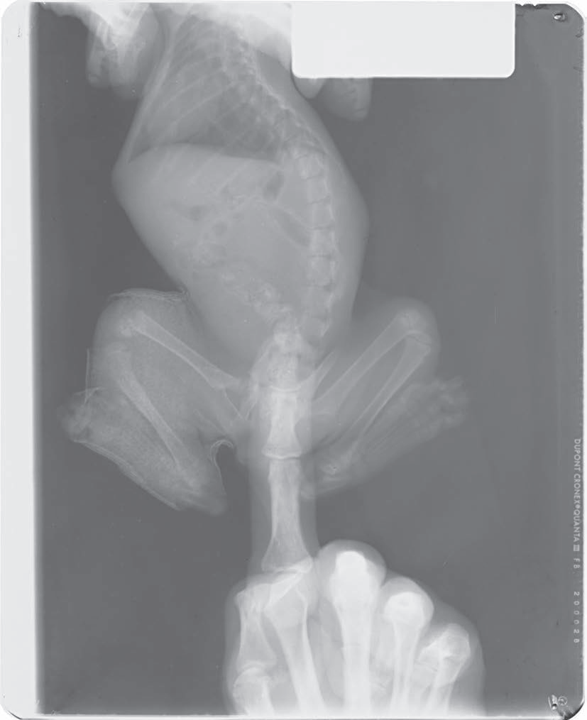 动物拍片腹部怎么摆小动物X线有哪2种辐射危害？辐射安全有哪3点原则？_https://www.jmylbn.com_新闻资讯_第4张