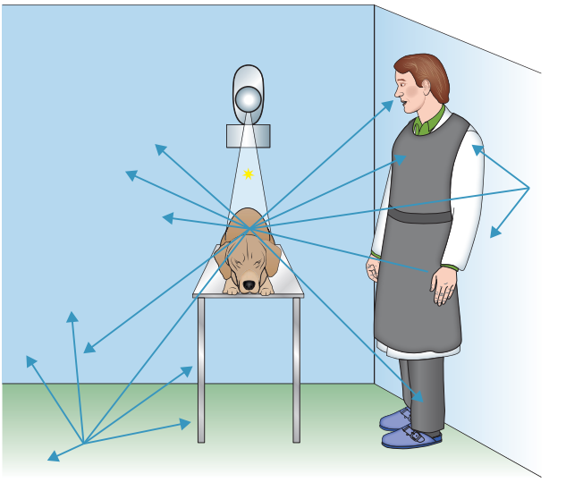 动物拍片腹部怎么摆小动物X线有哪2种辐射危害？辐射安全有哪3点原则？_https://www.jmylbn.com_新闻资讯_第3张