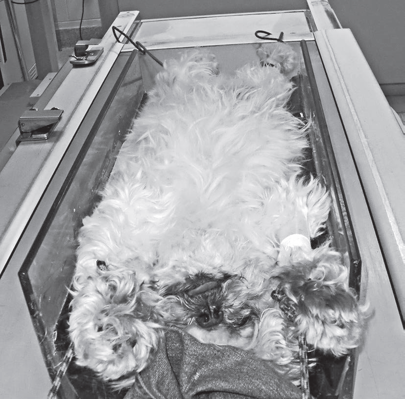 动物拍片腹部怎么摆小动物X线有哪2种辐射危害？辐射安全有哪3点原则？_https://www.jmylbn.com_新闻资讯_第8张