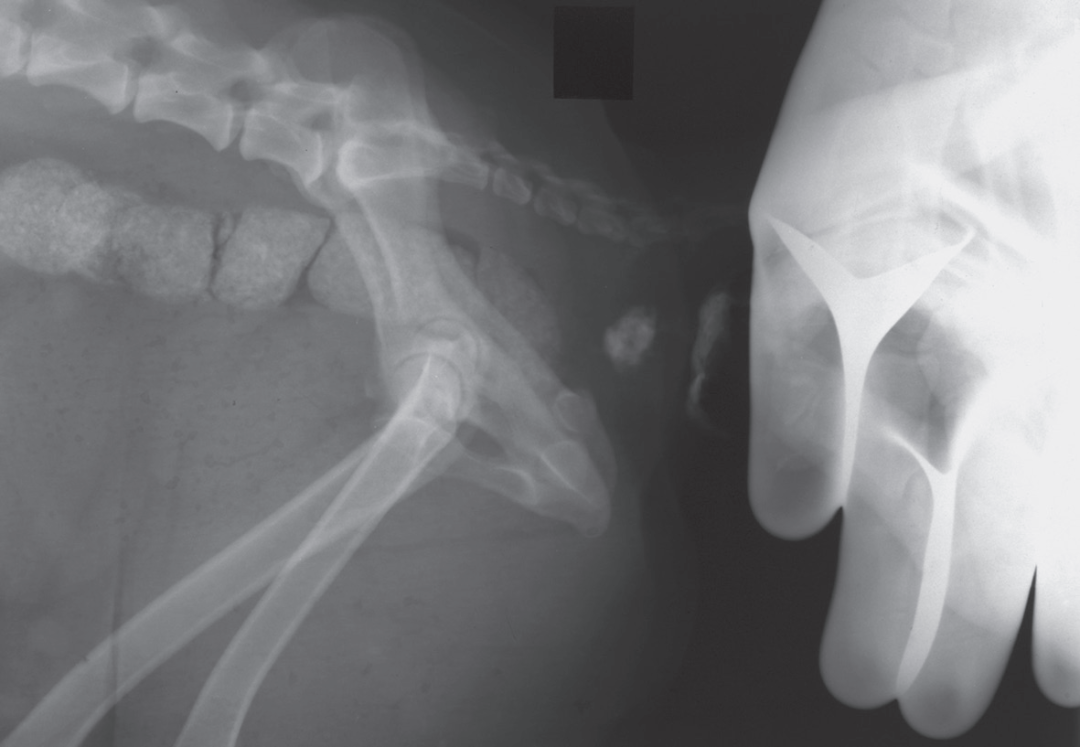 动物拍片腹部怎么摆小动物X线有哪2种辐射危害？辐射安全有哪3点原则？_https://www.jmylbn.com_新闻资讯_第5张