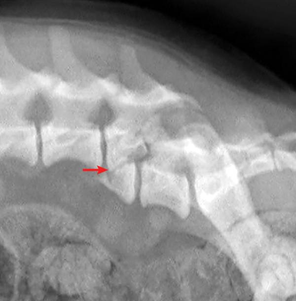 犬猫的椎骨骨折与脱位 宠医客 微信公众号文章阅读 Wemp