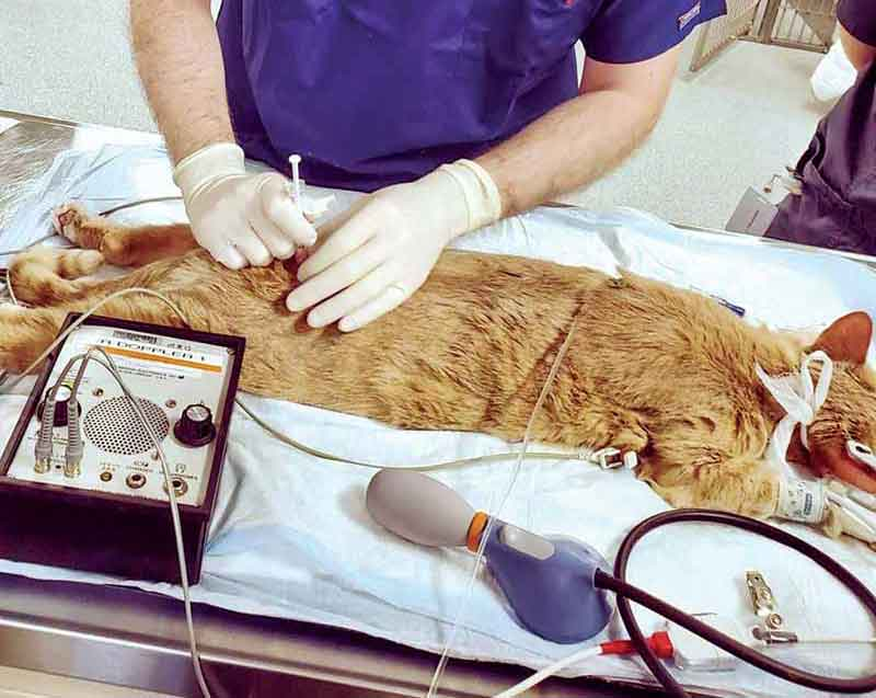 动物怎么麻醉盘点提高动物舒适度与麻醉安全的5大常用局部麻醉技术_https://www.jmylbn.com_新闻资讯_第5张