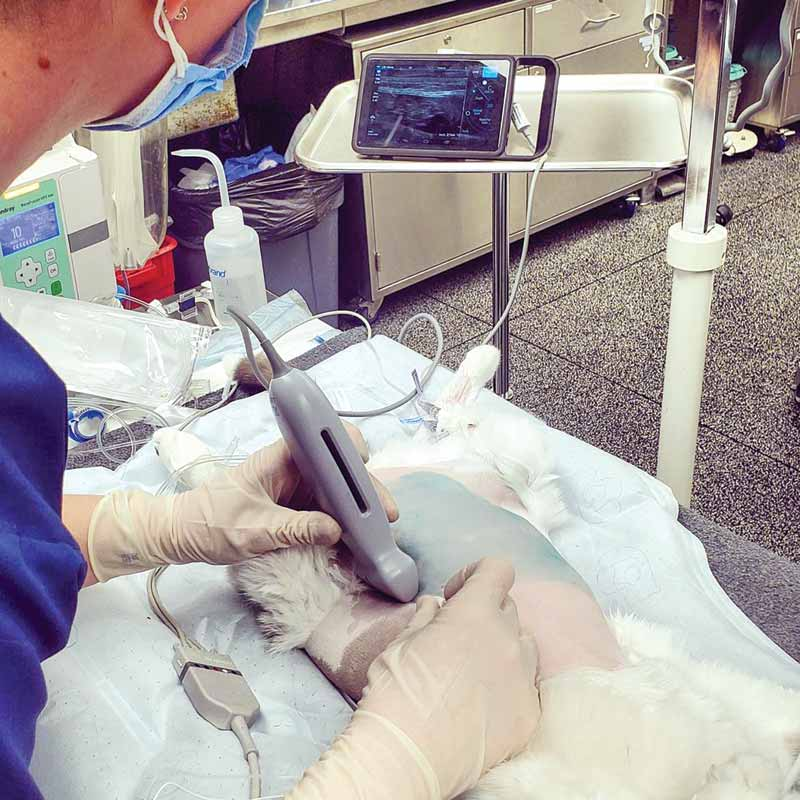 动物怎么麻醉盘点提高动物舒适度与麻醉安全的5大常用局部麻醉技术_https://www.jmylbn.com_新闻资讯_第4张