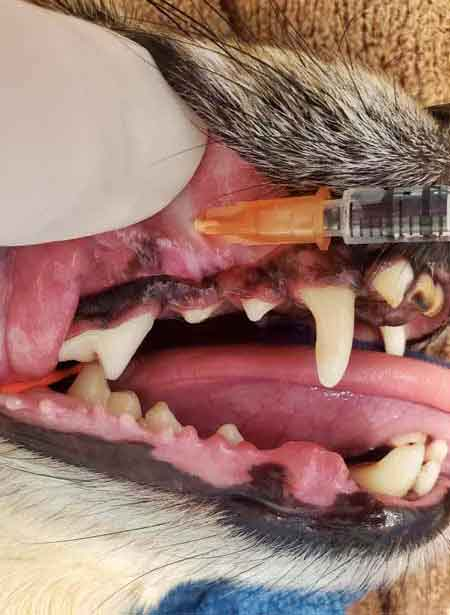 动物怎么麻醉盘点提高动物舒适度与麻醉安全的5大常用局部麻醉技术_https://www.jmylbn.com_新闻资讯_第6张