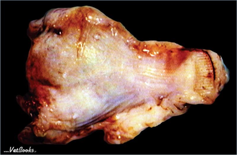 为什么要结扎血管外科实用技术图谱：23张图片详解卵巢子宫切除术的操作要点_https://www.jmylbn.com_新闻资讯_第21张