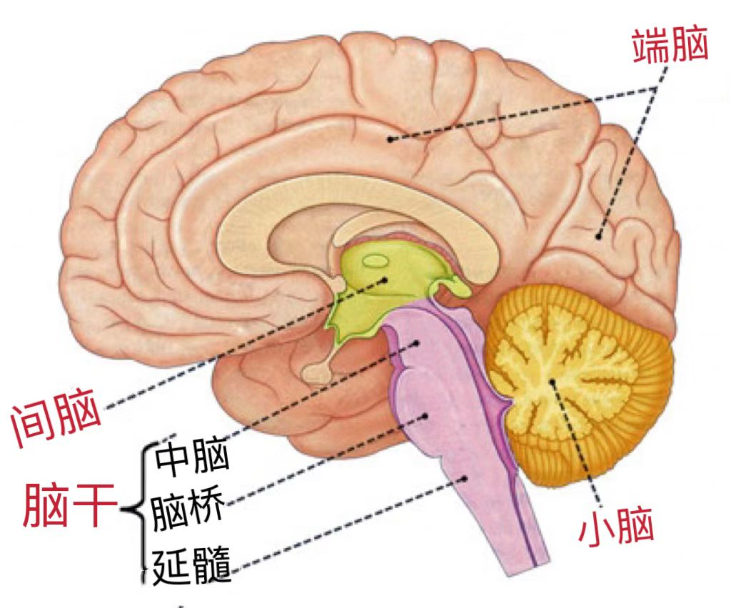 约有140亿个细胞！70%疾病都跟这个“器官”有关