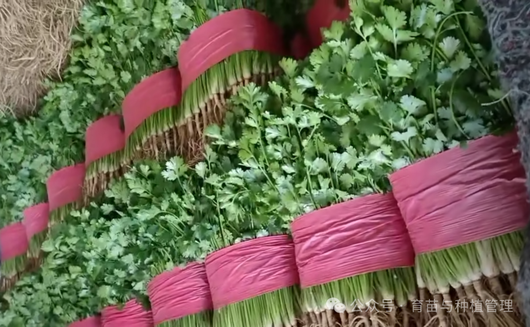 怎样种植香菜