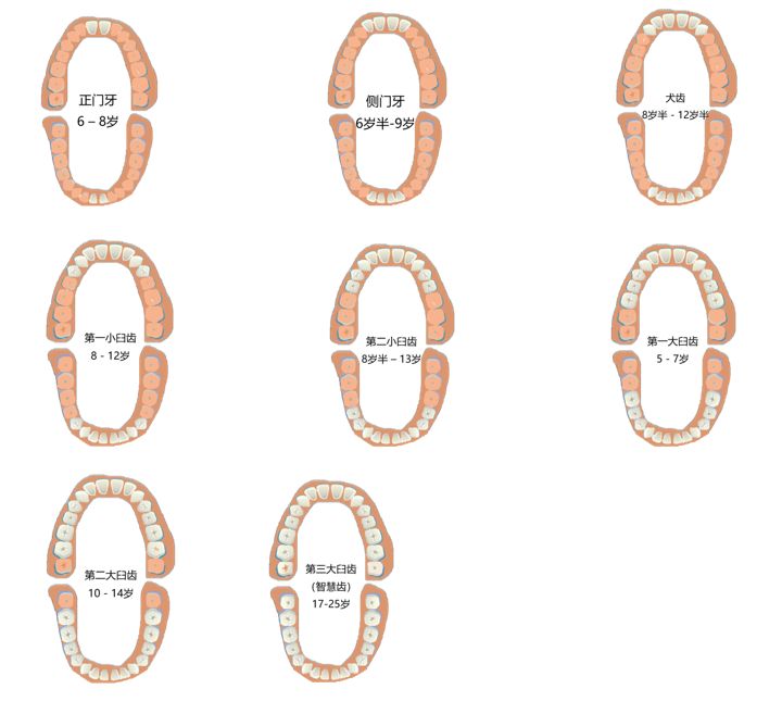 换牙不怂丨丑小鸭期的牙齿怎么护理？