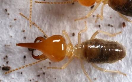 【珠海白蚁防治方法】广东省几种常见白蚁的防治！--珠海格兰云天清洁灭虫技术有限公司(图1)