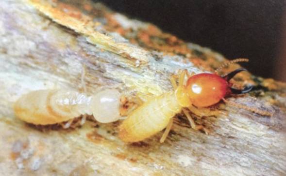 【珠海白蚁防治方法】广东省几种常见白蚁的防治！--珠海格兰云天清洁灭虫技术有限公司(图2)