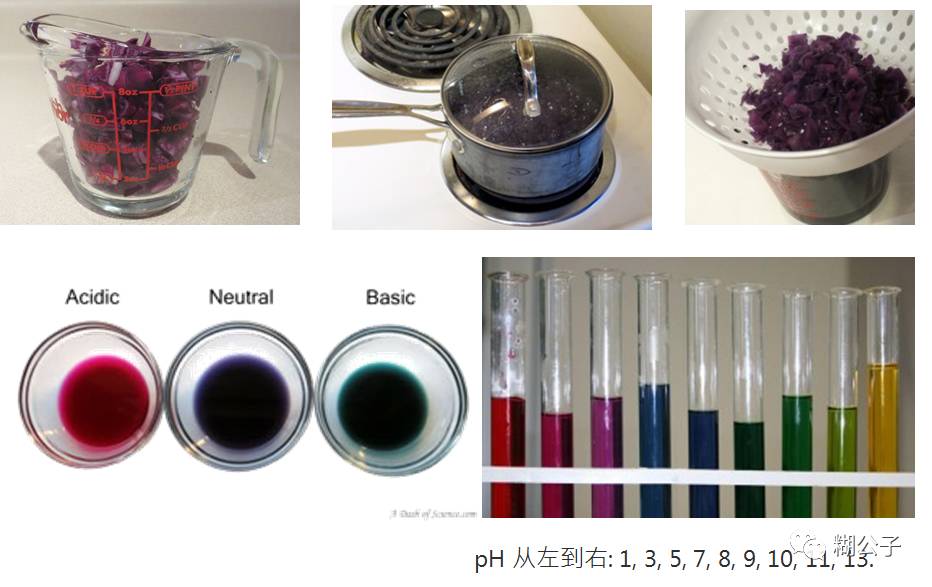 紫甘蓝实验表格图片
