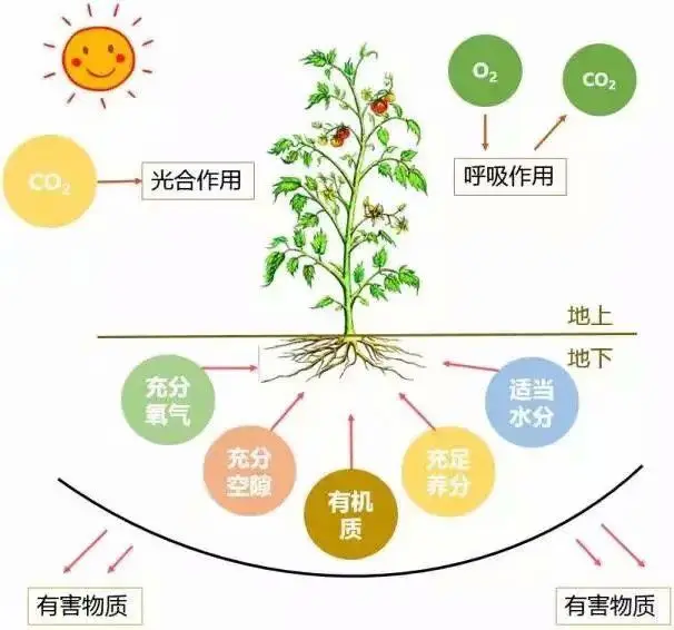 每亩使用多少生物有机肥 土壤有机质才能增加1 菌肥 生物有机肥 土壤调理剂 菌剂 根力多股份