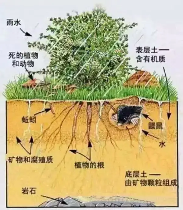 每亩使用多少生物有机肥 土壤有机质才能增加1 菌肥 生物有机肥 土壤调理剂 菌剂 根力多股份