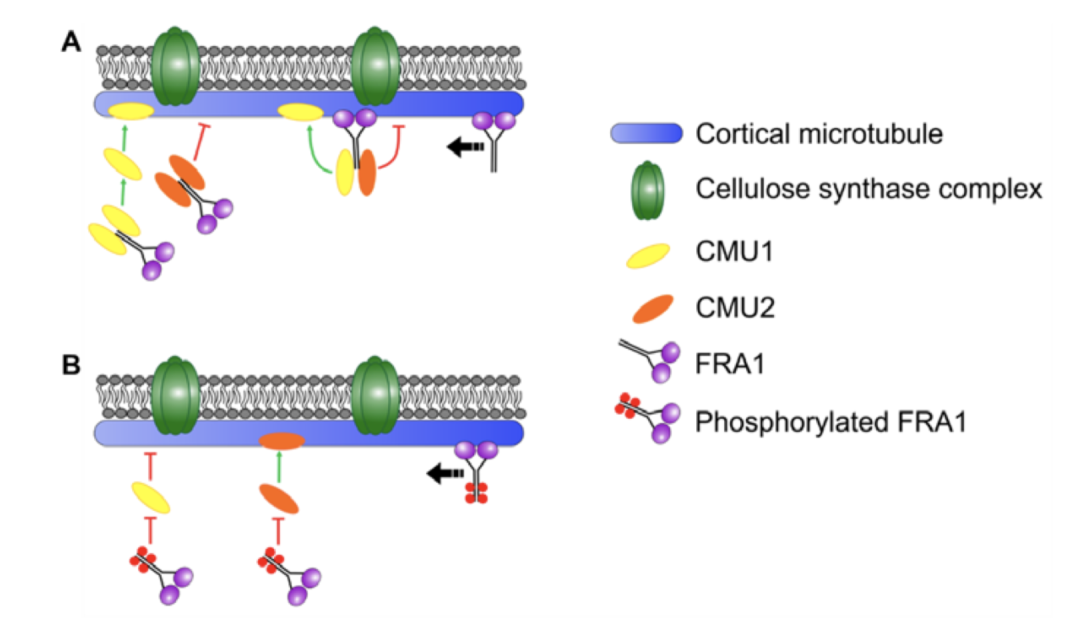 plantcell拟南芥fra1驱动蛋白调控皮层微管的横向稳定性