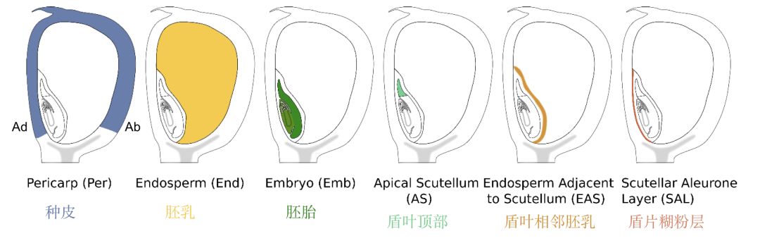 科学网—Plant Cell：玉米胚胎/胚乳相接处的转录组鉴定新的胚乳组织亚结构域 - 郝兆东的博文