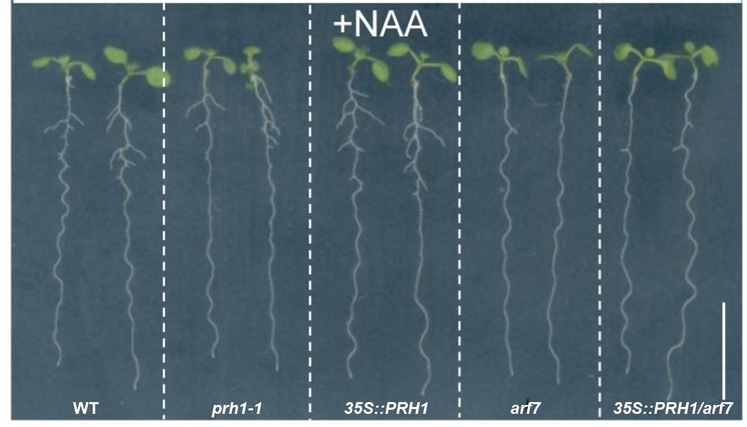 科学网—PLOS Genetics：拟南芥侧根发育调控模块ARF7-LBD下游靶基因鉴定 - 郝兆东的博文