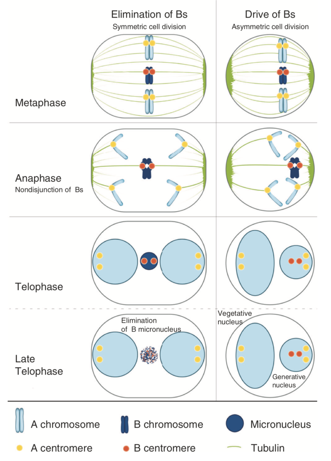 naturecommunications山羊草胚胎发生早期根组织程序性消除b套染色体
