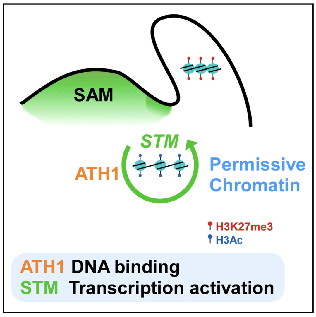 currentbiology拟南芥stm基因的自激活回路维持腋分生组织活性