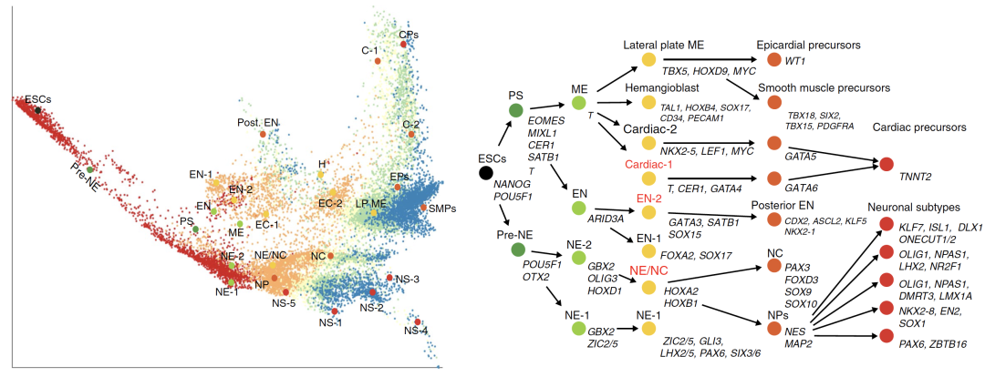 科学网—Nature Biotechnology：高维数据降维可视化新工具，适用于scRNA、Hi-C等多种数据类型 - 郝兆东的博文