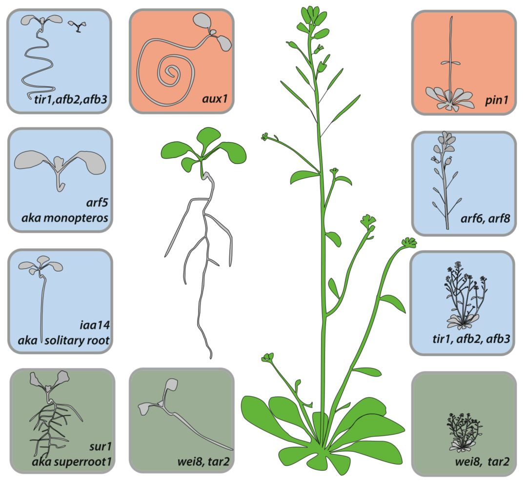 elife拟南芥tir1afb受体不同成员之间的功能重叠与特化