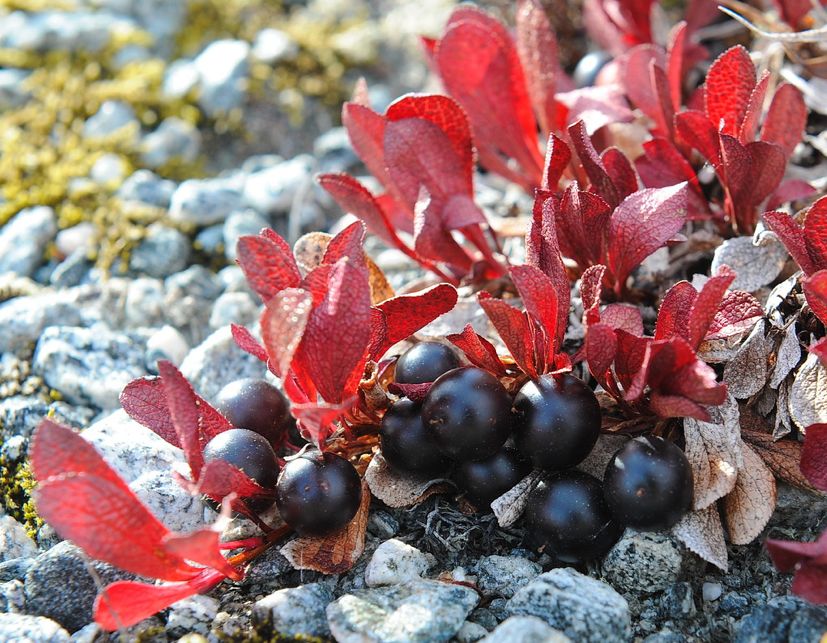 北极果成熟的黑色果实 | per arvid 03sen不过,北极果的亲戚,分布于