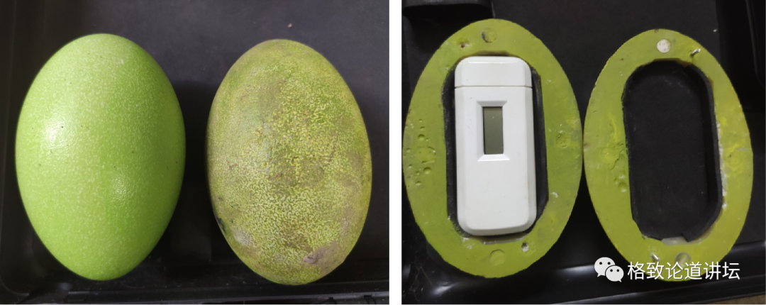 真鹤鸵蛋和假鹤鸵蛋(左),放入传感器的假鹤鸵蛋(右)于是我们想办法做