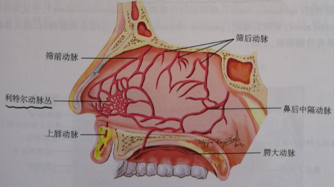 讓鼻噴劑更有效一分鐘教會你如何噴鼻子