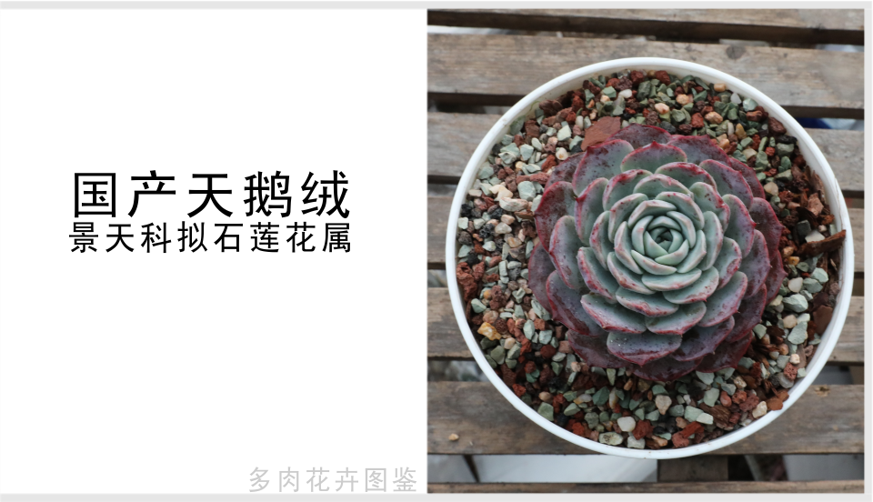国产天鹅绒 景天科拟石莲花属多肉植物 中型种 园艺杂交品种 热点讯息网