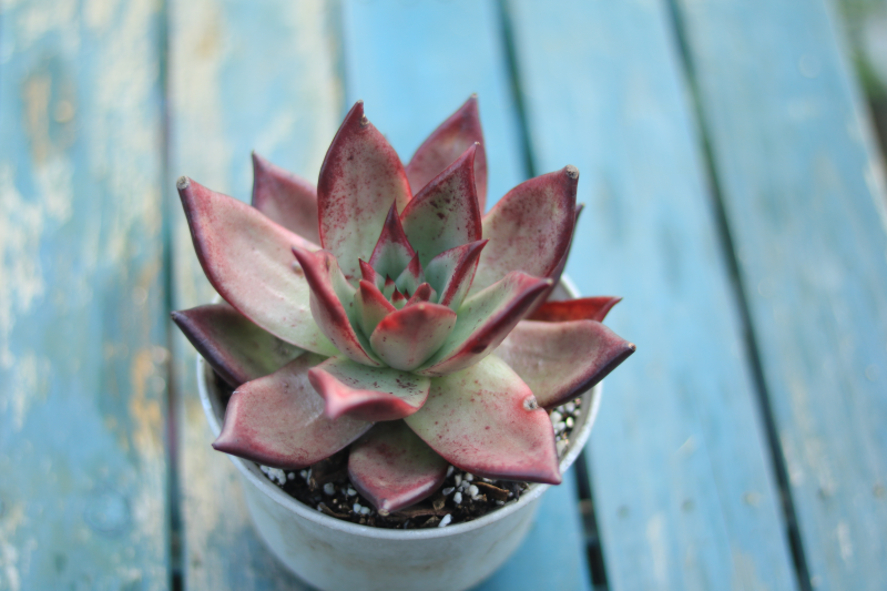 红檀 景天科拟石莲花属多肉植物 中大型种 乌木与罗宾的杂交品种 全网搜