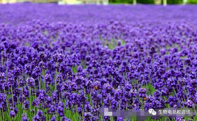 紫花苜蓿赛人参 酸性体液的克星 经络总舵 微信公众号文章阅读 Wemp