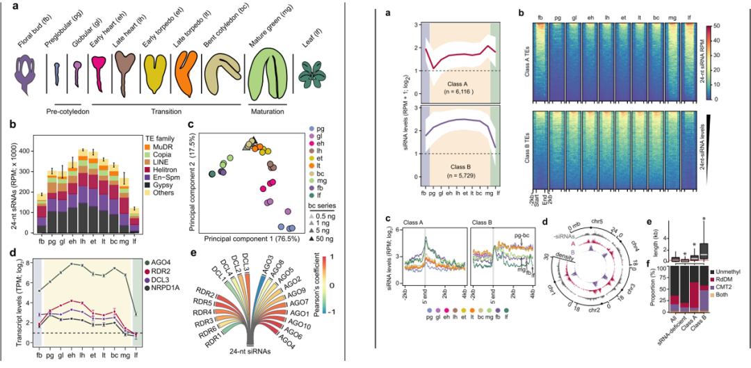 Genome Biology 拟南芥中发现一种细胞染色质自主的稳态控制机制 植物生物技术pbj 二十次幂