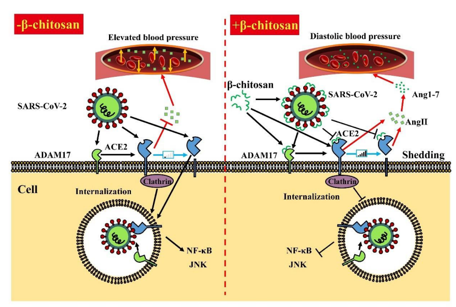 壳聚糖治什么病β-壳聚糖可以有效降低体内新冠病毒载量，帮助您恢复健康！_https://www.jmylbn.com_新闻资讯_第11张
