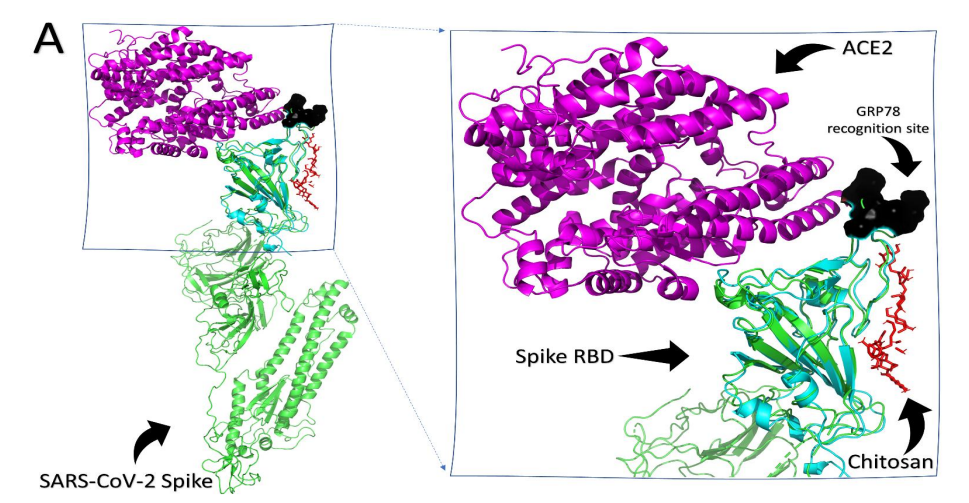 壳聚糖治什么病β-壳聚糖可以有效降低体内新冠病毒载量，帮助您恢复健康！_https://www.jmylbn.com_新闻资讯_第7张