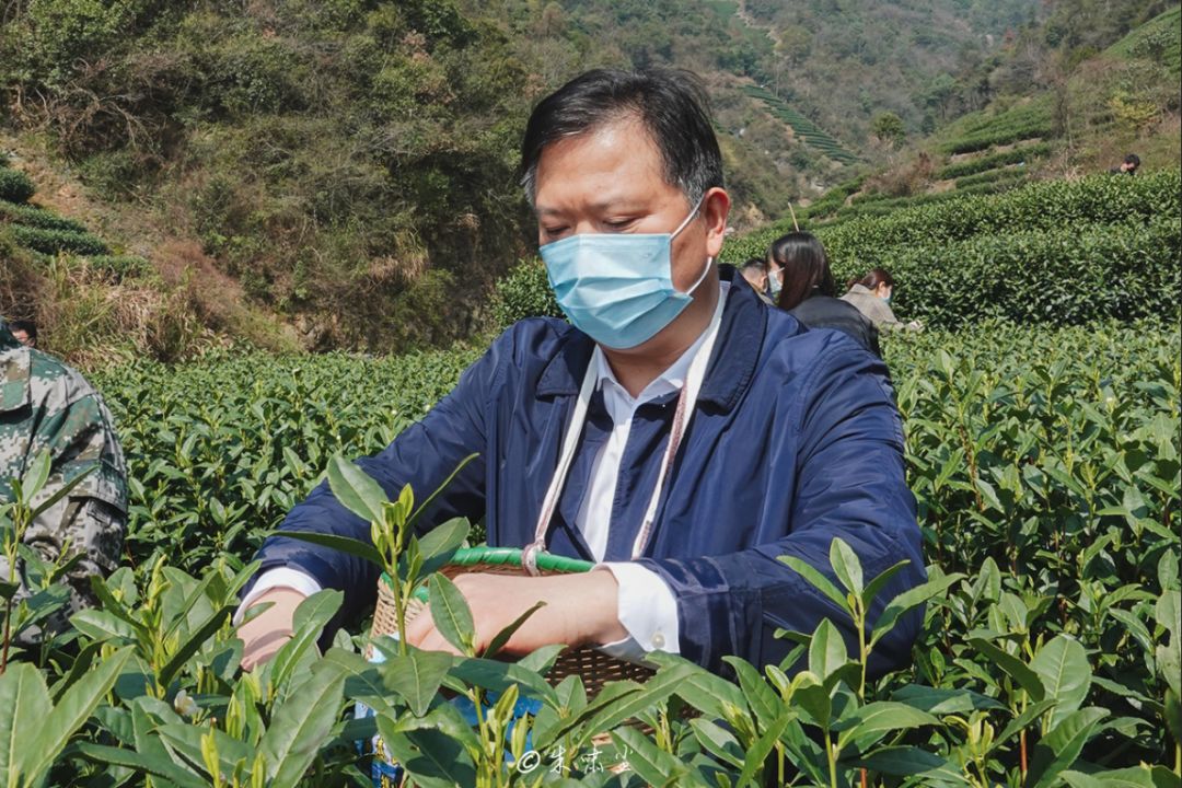 低缓的山坡铺陈开来,茶枝上已渐次抽出了鲜嫩的叶子,朱党其和徐林亮