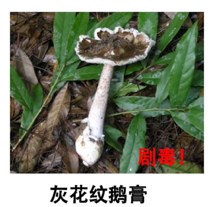 近年來在我國引起中毒死亡事件的劇毒鵝膏類主要有:鵝膏菌屬,盔孢傘屬