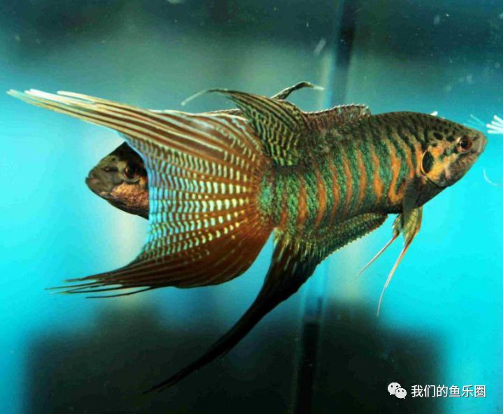 迷你鹦鹉与观赏鱼_迷你鹦鹉鱼繁殖_迷你鹦鹉鱼几个月成年