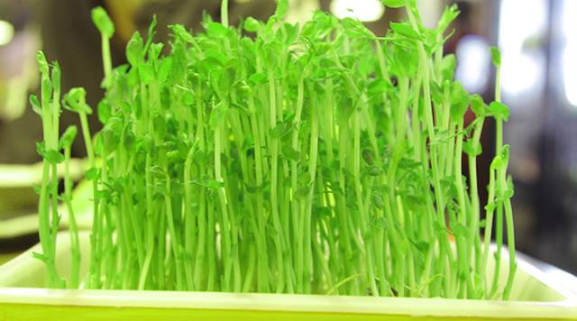 ▼白玉菇通体洁白,晶莹剔透,口感脆嫩鲜滑,清甜可口.