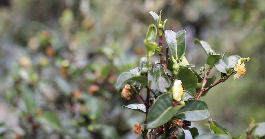 胃不好，喝什么茶？