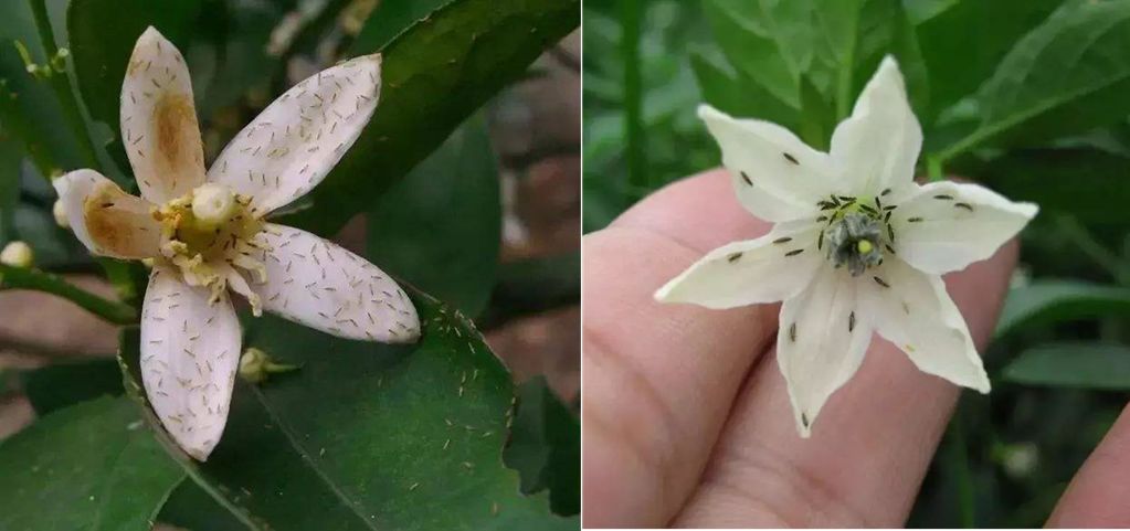 注意 蓟马泛滥 伤花 伤果 抗性高 必须严防 附防治方法和经验 生物农药视界 微信公众号文章阅读 Wemp